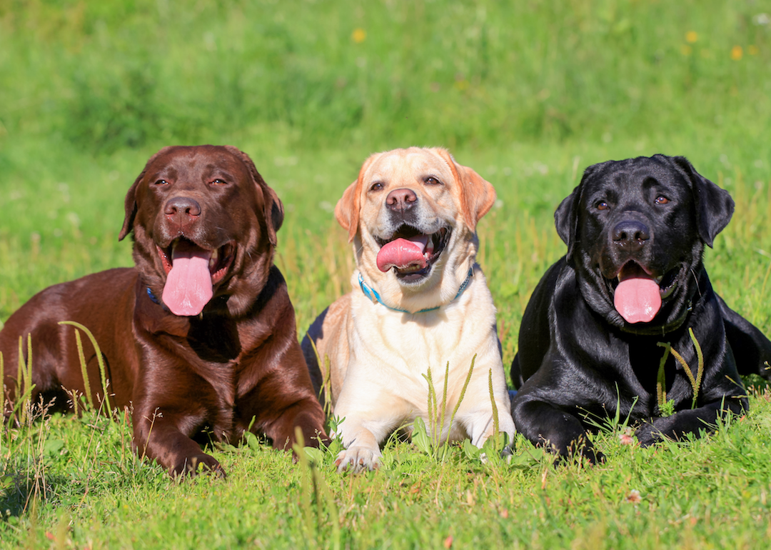 #7. Labrador retriever